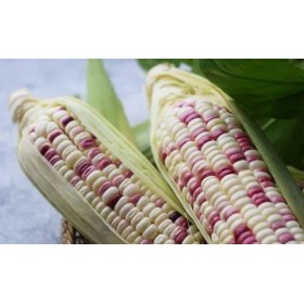 GLUTINOUS CORN