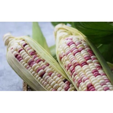 GLUTINOUS CORN