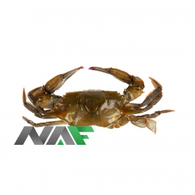 SOFT SHELL CRAB (HOTEL)  55G*18PCS
