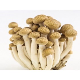 BROWN SHIMEJI (BROWN MUSHROOM) 40/150G